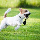 Koira juoksemassa niityllä lelu suussa