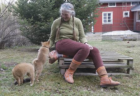 Terveisiä pienten pikinokkien pentulaatikosta! | Suomen Kennelliitto