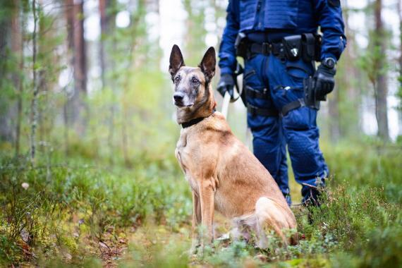 Vuoden poliisikoira 2024 Kuha