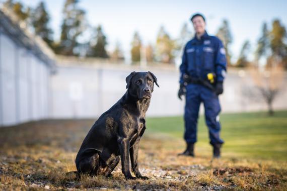 Vuoden vankilakoira 2024 Kira