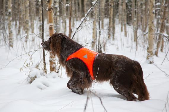 Pitkäkarvainen saksanseisoja metsässä