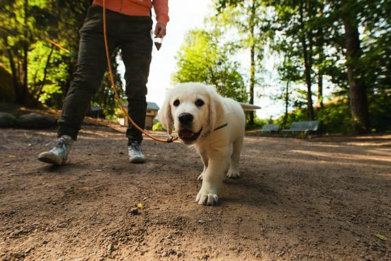 Labradorinnoutajanpentu omistajan kanssa