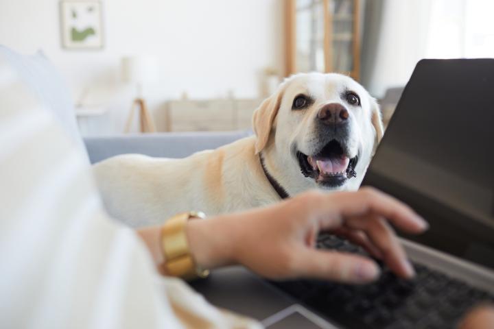 Labradorinnoutaja katselee läppärin ääressä istuvaa ihmistä. Ihmisestä näkyy vain käsi, koira on kuvassa pääosassa.