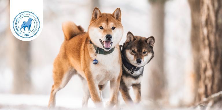 Shiba inu rotuiset koirat talvimaisemassa