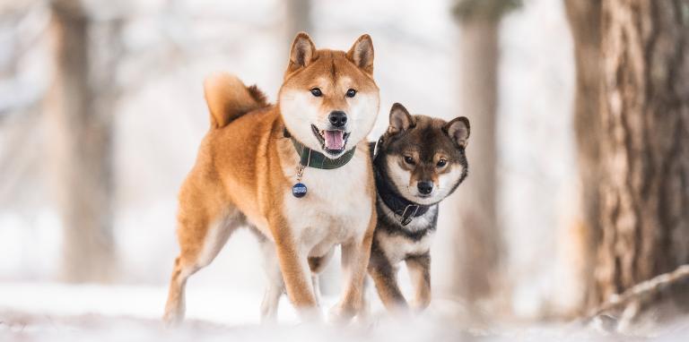 Kaksi shiba inu rotuista koiraa talvimaisemassa