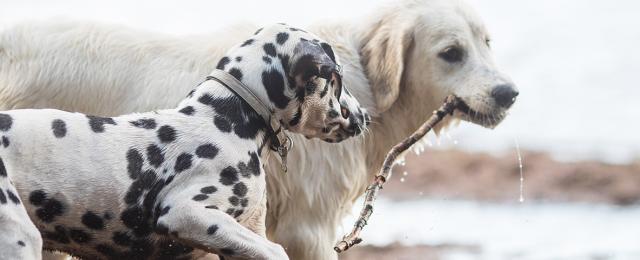 dalmatialainen ja kultainennoutaja juoksevat uimarannalla