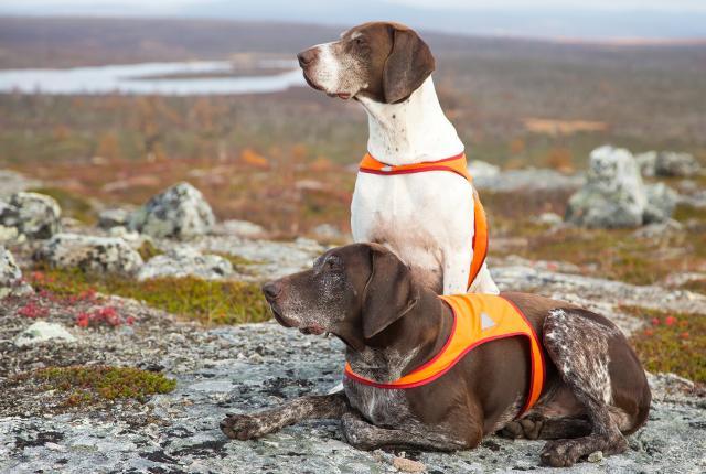 Metsästyskoirat katsomassa horisonttiin