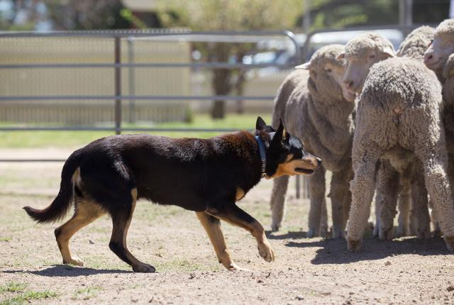 Australian kelpie 1440 x 960