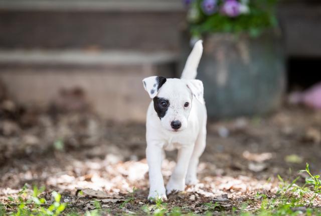 jackrusselinterrieripentu