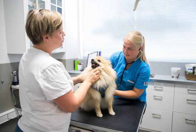 koira eläinlääkärin tutkittavana