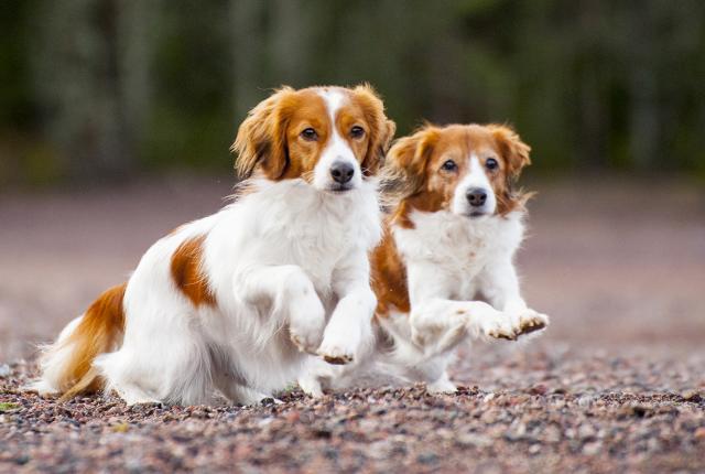 Kooikerjhondje 1440 x 960_Aino Pikkusaari