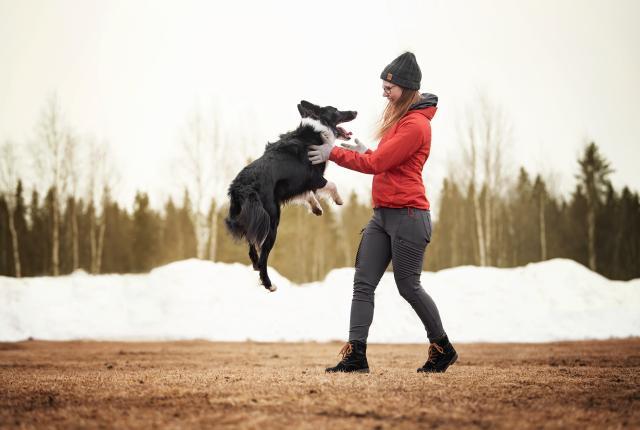 Bordercollie hyppää