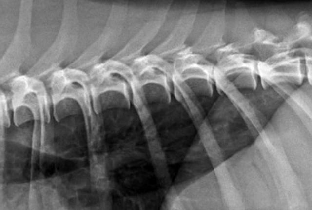 Röntgenkuva koiran selästä