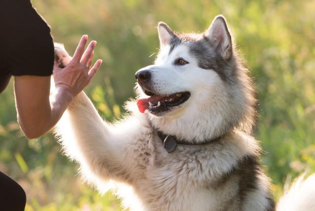 Alaskan malamuutti antaa tassua niin että ohjaaja ja koira läpsäyttävät tassua ja kättä yhteen