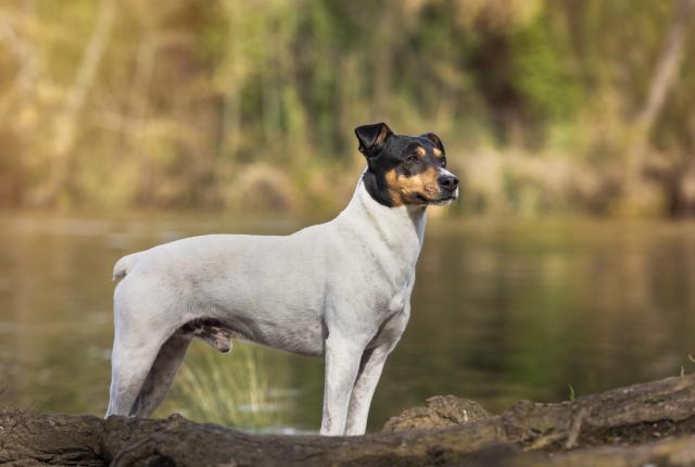 Andalusianrottakoira seisoo rannalla