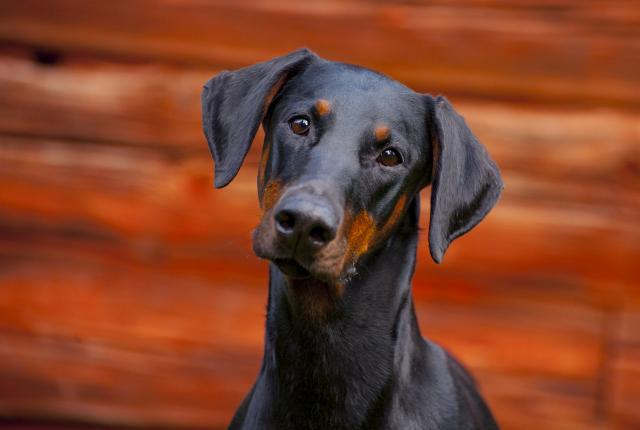 Dobermanni