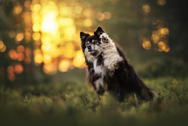 Suomenlapinkoira vilkuttaa