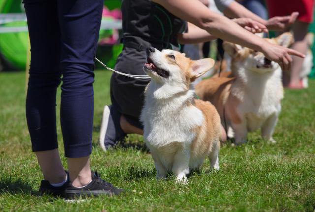 corgi-rotuisia koiria koiranäyttelyssä, omistajista näkyy vain jalat