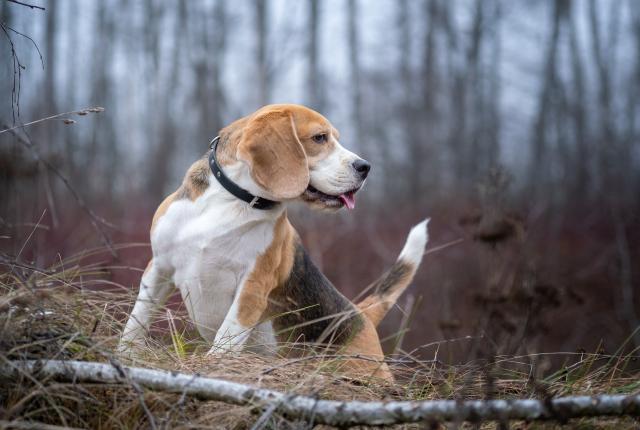 Beagle metsässä