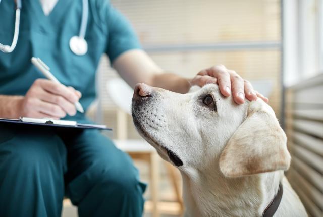 Eläinlääkärin asuun pukeutunut henkilö silittää labradorinnoutajan päätä ja tekee muistiinpanoja stetoskooppi kaulallaan.