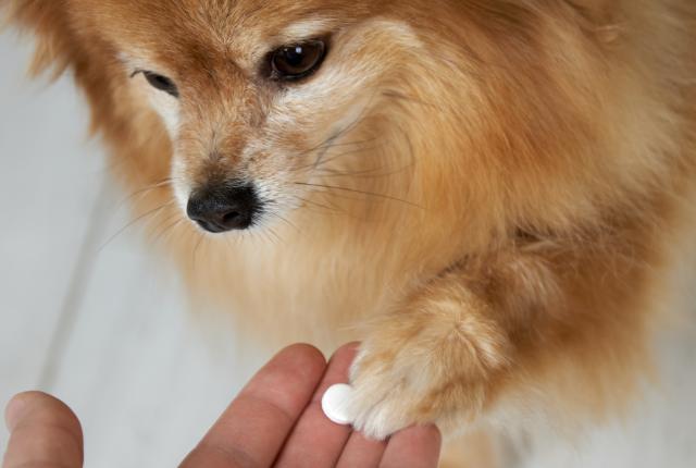 Koira ottamassa pillerimuotoista lääkettä