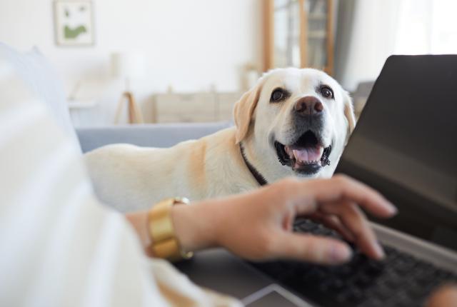 Labradorinnoutaja katselee läppärin ääressä istuvaa ihmistä. Ihmisestä näkyy vain käsi, koira on kuvassa pääosassa.