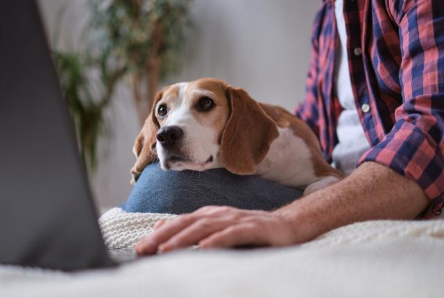 Beagle makaa läppäriä käyttävän miehen sylissä ja katsoo läppärin näytölle