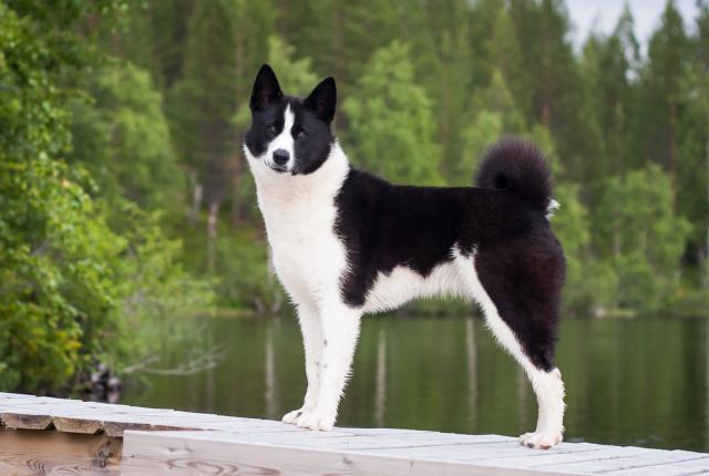 Karjalankarhukoira on yksi viidestä suomalaisesta koirarodusta.