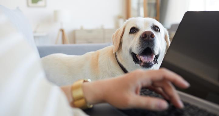 Labradorinnoutaja katselee läppärin ääressä istuvaa ihmistä. Ihmisestä näkyy vain käsi, koira on kuvassa pääosassa.